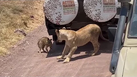 Watch the video about Young lion vs serval cat attack video