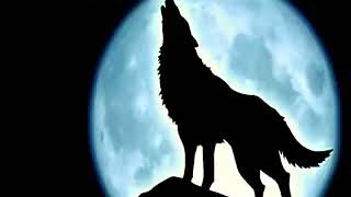 Bozkurt Sesi Bozkurt Uluması Gerçek Resimi