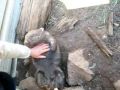 Wombat in Tasmania 塔斯曼尼亞&quot;黃伯&quot;