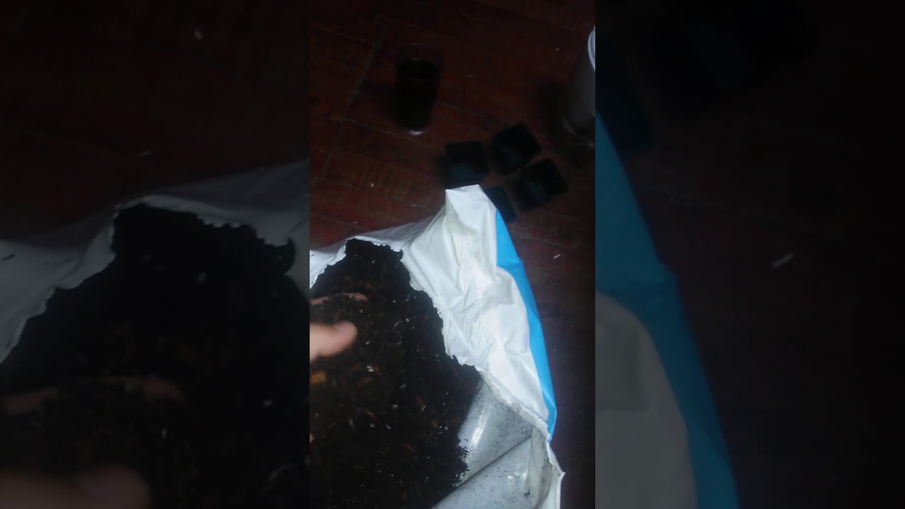 S.C. #1 SofiaS ¬¬AutoPurple.