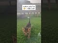 مارشملو وي يزينو مارشنلو