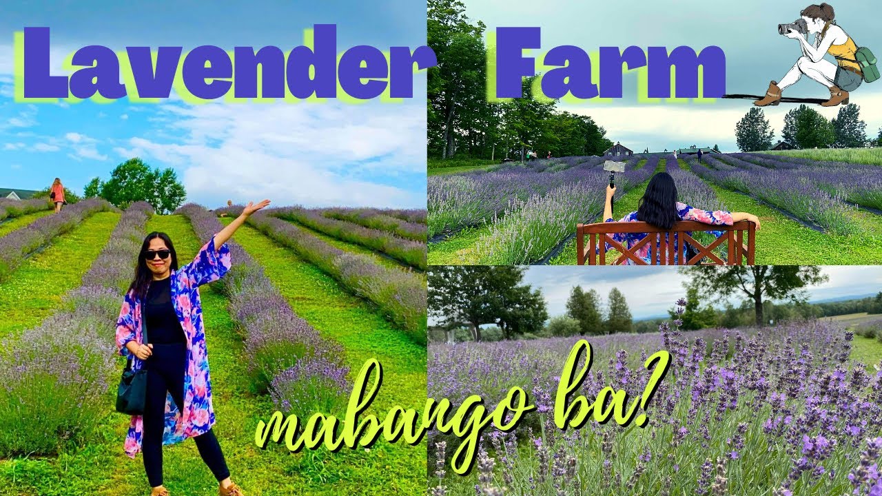 Bleu Lavender Farm || First summer in Montreal 