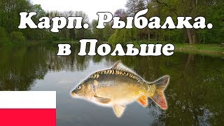 Карп. Под Вроцлавом. Рыбалка в Польше