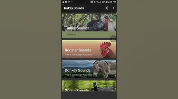 Thumbnail of Turkey sounds (happy thanksgiving)