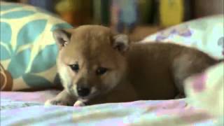 柴犬癒し動画 積水ハウスcmの柴犬がかわい過ぎてやばい Youtube 柴犬癒し動画 積水ハウスcmの柴犬がかわい過ぎてやばい Youtube