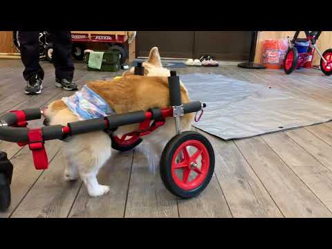 はな工房の犬用車椅子　コーギー　りくちゃん♪