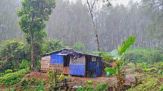 Mencekam 5 Hari Tinggal Di Hutan - Di Hadapkan Cuaca Ektrim Hujan Deras Dan Petir nonstop