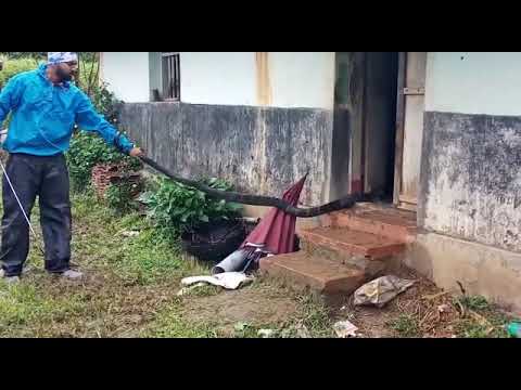 #snake #kingcobra #youtube #explore #viral #snakeshivu #rescue  king Cobra snake rescue operation 🐍.