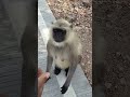 #monkey #cute #animals #youtubeshorts #trending #viral #funny