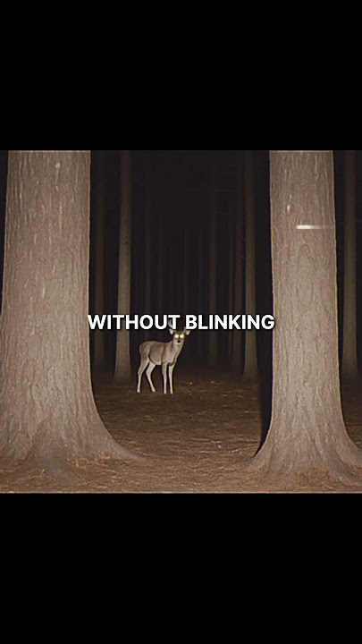 Never Be In An FOREST Alone
