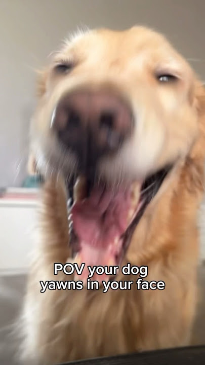 So stinky 🐟 #goldenretriever #latinadogmom #dogmemes #comedy