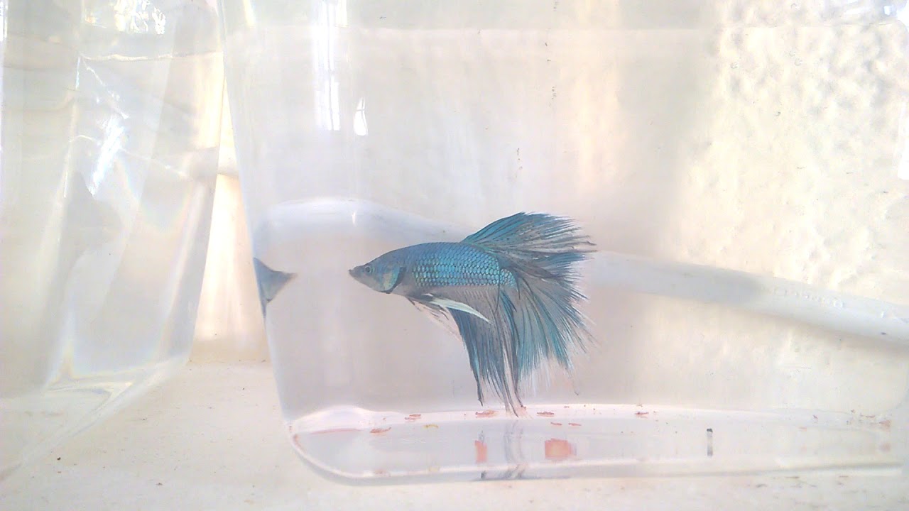 Imported Breeder Bettas are flaring at eachother. BETTA FISH.. * Camera ...