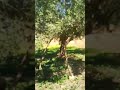 الطبيعة مدينة احاحان