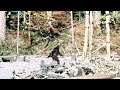 Patterson-Gimlin Bigfoot Film analysis. 4K stabilised colour.