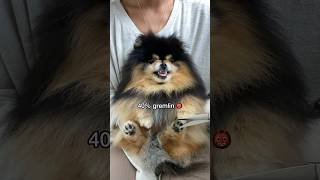 Sharing My Dogs DNA results  #shorts #pomeranian