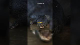 Buaya Air Asin Terbesar Di Dunia Lolong