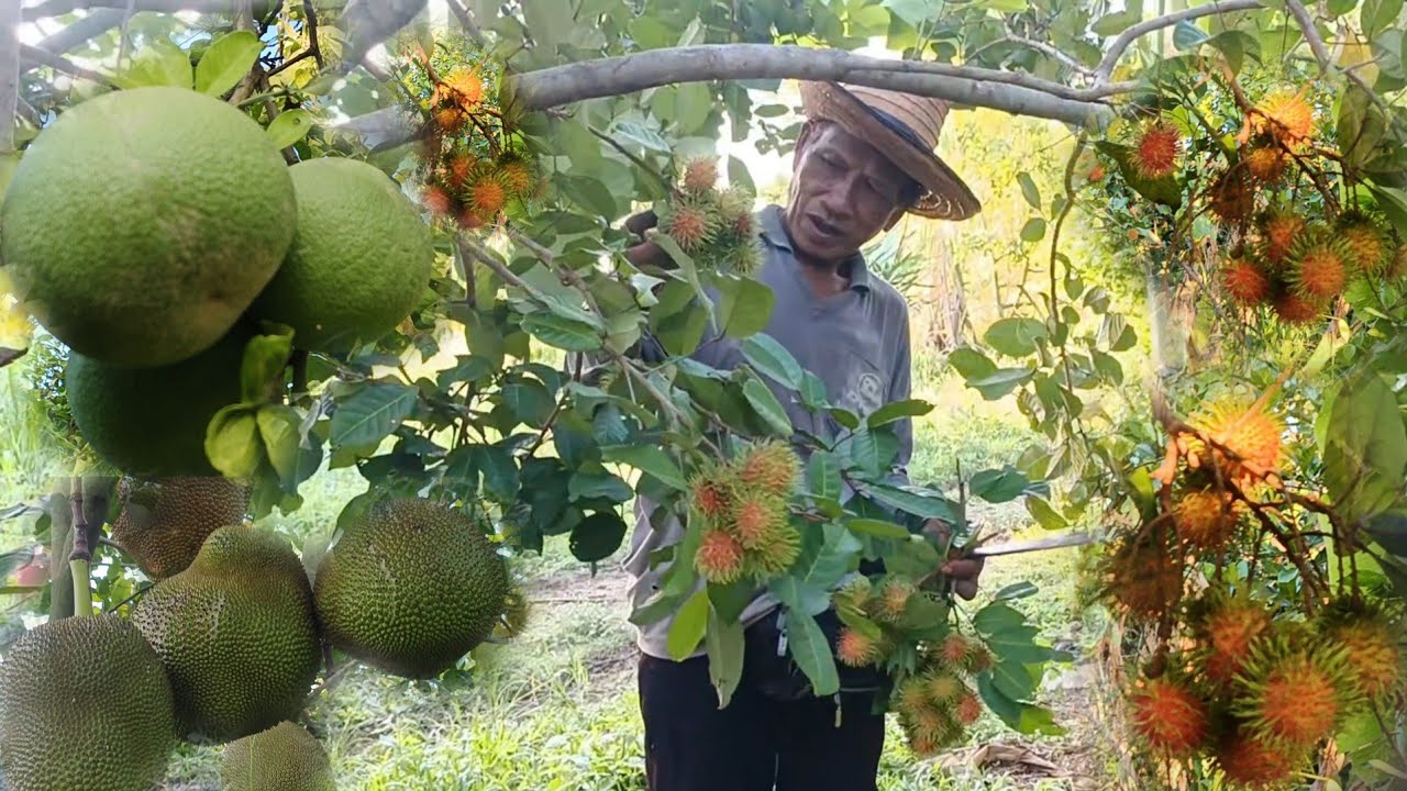 เปลี่ยนสวนยางพารา มาเป็นสวนผลไม้ผสมผสานหลากหลาย