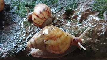 Snails move slowly 
