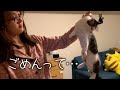 ママのアウターで爪研いで怒られる保護猫