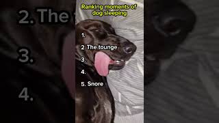 Top Dog Sleeping Moments