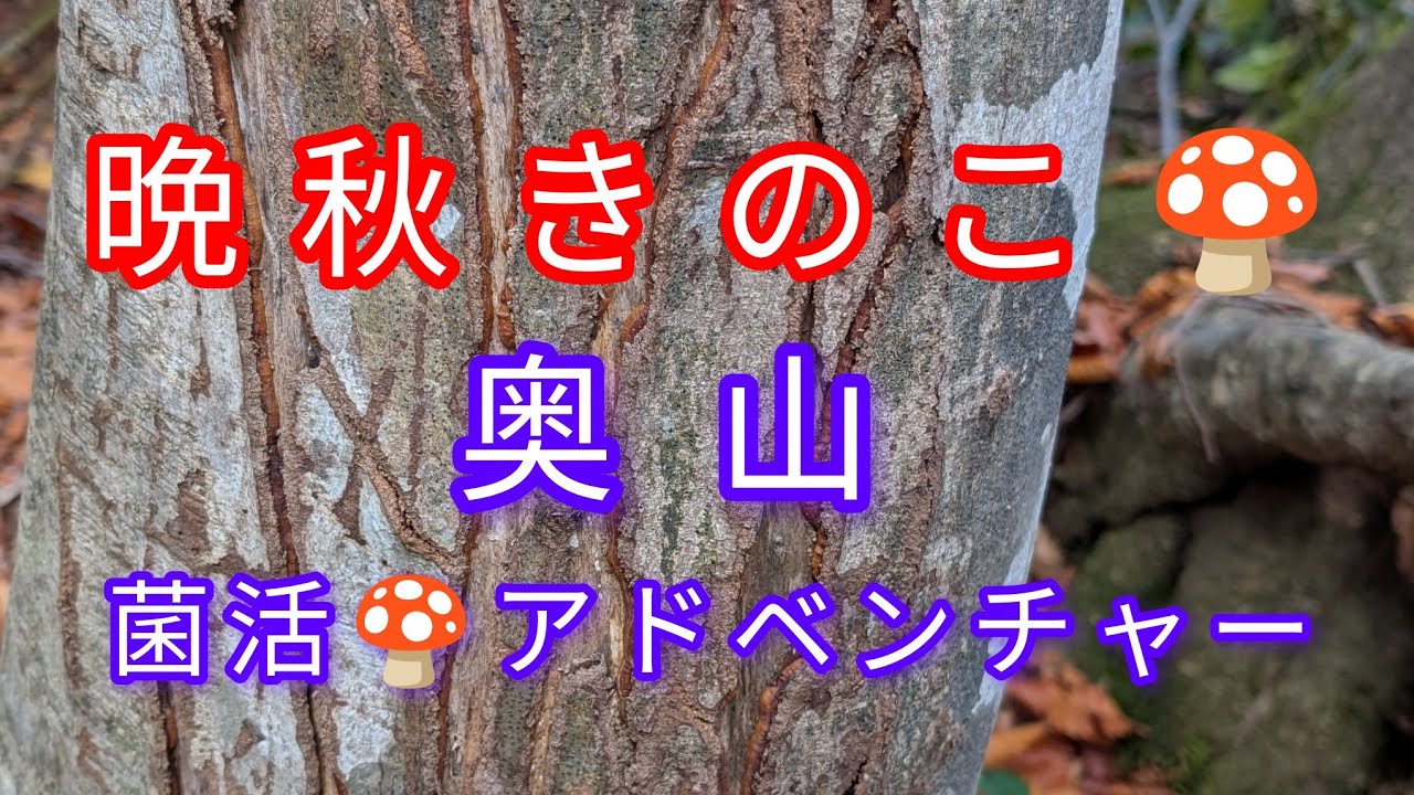 きのこ🍄探し、晩秋（11月初旬）。#なめこ #ナメコ #山菜 #紅葉 #きのこ #登山