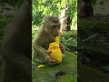 Rarely Seen 🙈– Watch Rainbow & Tinky Bring Joy!💖🐒 #virals #Ambertroop #Angkorwat #SovanaTroop
