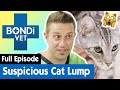 🐱 Tabby Cat Has a Developing Body Lump | S09E08 | Bondi Vet