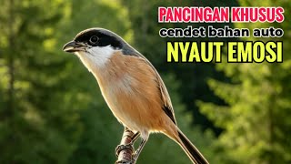 TOET TOET SUARA CENDET GACOR PAGI SIANG SORE efektif buat Pancingan cendet bahan agr cpt bunyi