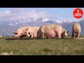 WONDERFUL OUTDOOR PIG FARM IN NEW ZEALAND-AMAZING PIG FARMING-MODERN LIVESTOCK FARMING-CUTE PIGLETS