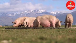 WONDERFUL OUTDOOR PIG FARM IN NEW ZEALANDAMAZING PIG FARMINGMODERN LIVESTOCK FARMINGCUTE PIGLETS