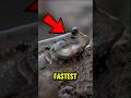 Fastest animal on Earth in slow motion 🤯 #facts #animals #wildlife
