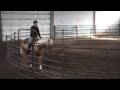 Kc performance horses heza skeets step 2007 aqha stallion