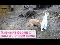 Жизнь на ферме с наступлением зимы. / Купили дом в деревне Семейная ферма.