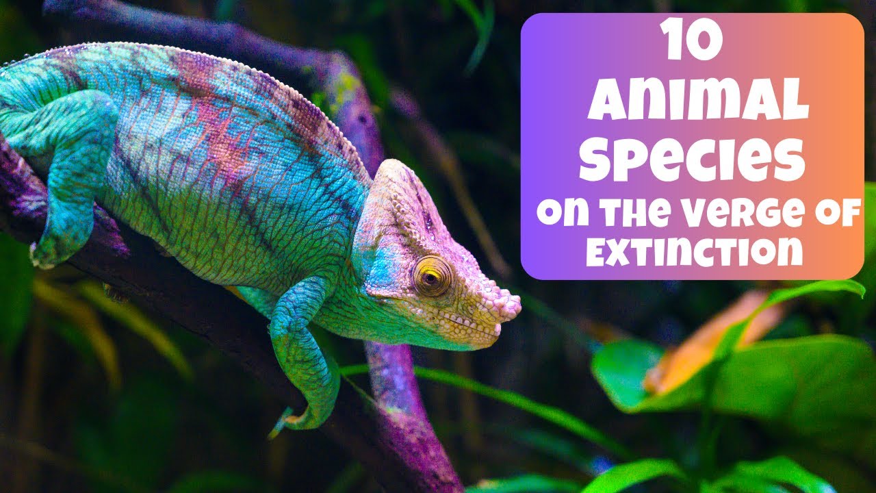10 Animal Species on the Verge of Extinction SPECIAL - YouTube