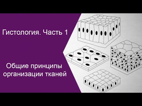 Общие принципы организации тканей
