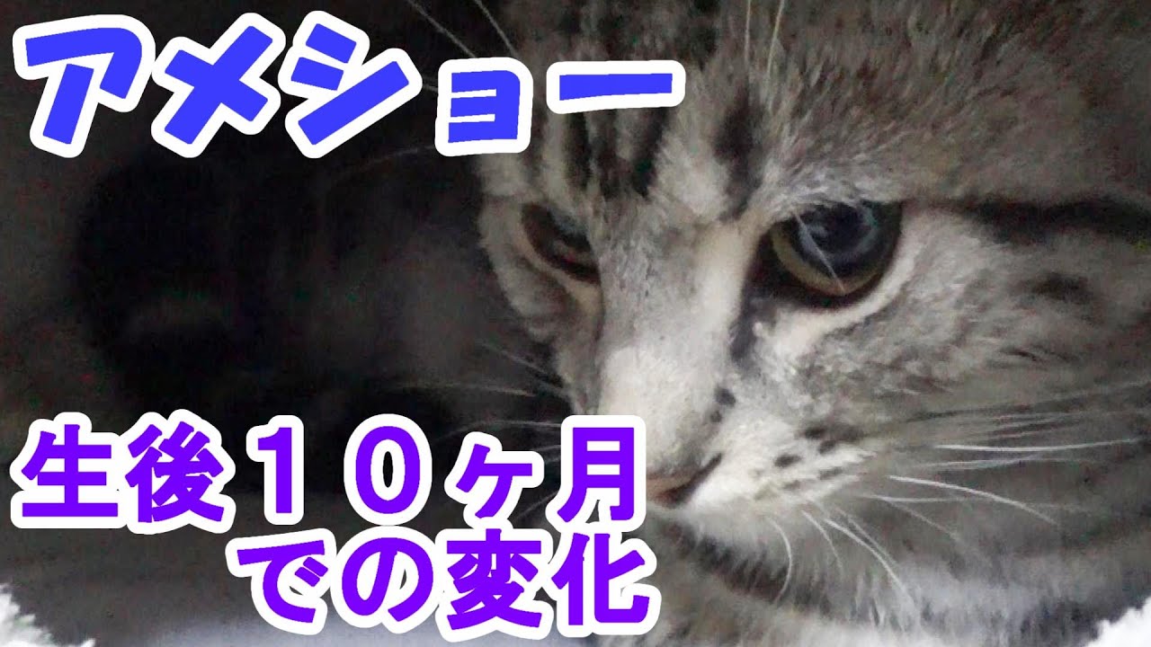 アメショー生後10ヶ月の様子 成長記録 アメリカンショートヘア Youtube