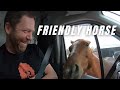 Friendly Horse