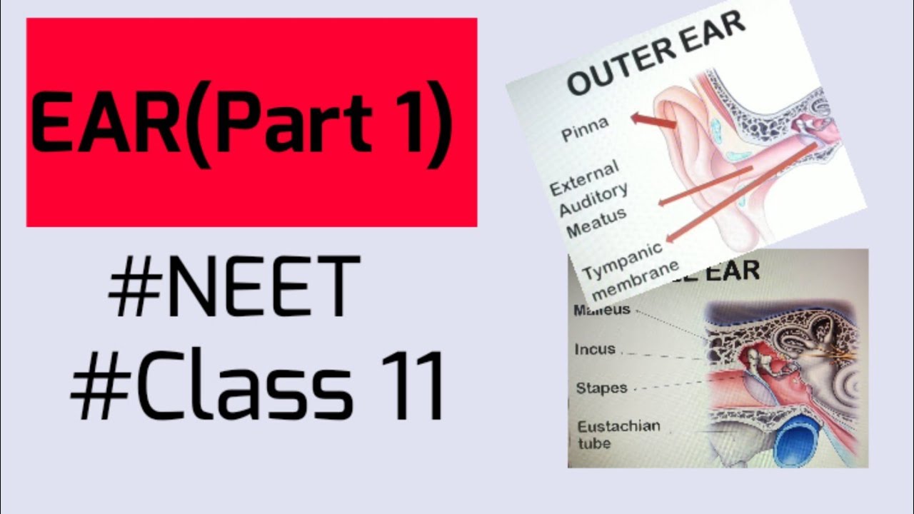 Outer and middle EarPart 1NEETClass 11 biology NCERT explained