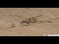 Dog and rabbit race 2019  hare coursing  greyhound vs hare