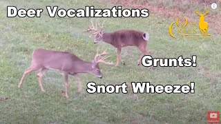 Deer Vocalizations from Oak Creek Whitetail Ranch screenshot 4