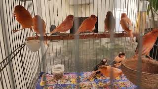 Como estão os Filhotes de Canário Belga? Já estão cantando . screenshot 5