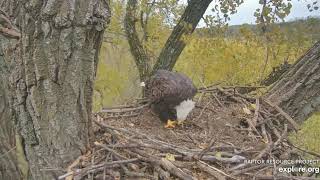 Decorah Eagles Mom With Fish&amp;She&#39;s Not Sharing&amp;Hanging Out At N2B 10/23/19