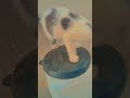 OASHAJSHAJHSAHHWHWHA #gatosfofos #amogatos #meow #cat #itzcutieplayzrobloxedits #music #kitten