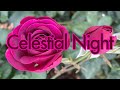  celestial night rose