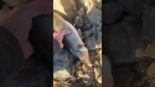 #fishing #catfish #catfishing #riverfishing #walleye #walleyefishing