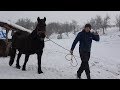 Caii lui Stelica de la Jichisu de Jos, Cluj - 2019 Nou !!!