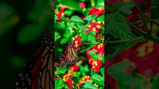 Monarch Butterfly DSCF3997 FUJIFILM X S10 Monarch Butterfly DSCF3754 FUJIFILM X S10