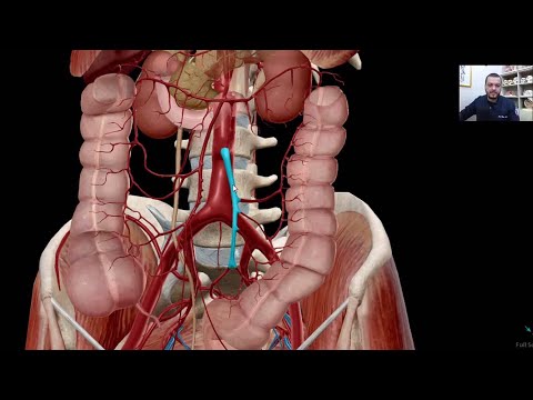 Vídeo: Anatomia, Função E Diagrama Da Artéria Mesentérica Inferior - Mapas Do Corpo