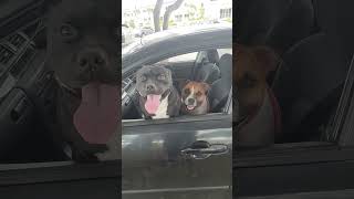 Staffordshire Bull Terrier