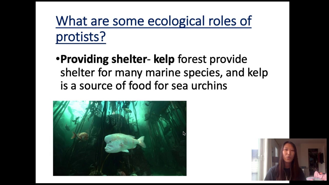 Biodiversity 2- Protists and Fungi - YouTube